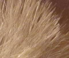 Canon PowerShot S90: malý zázrak