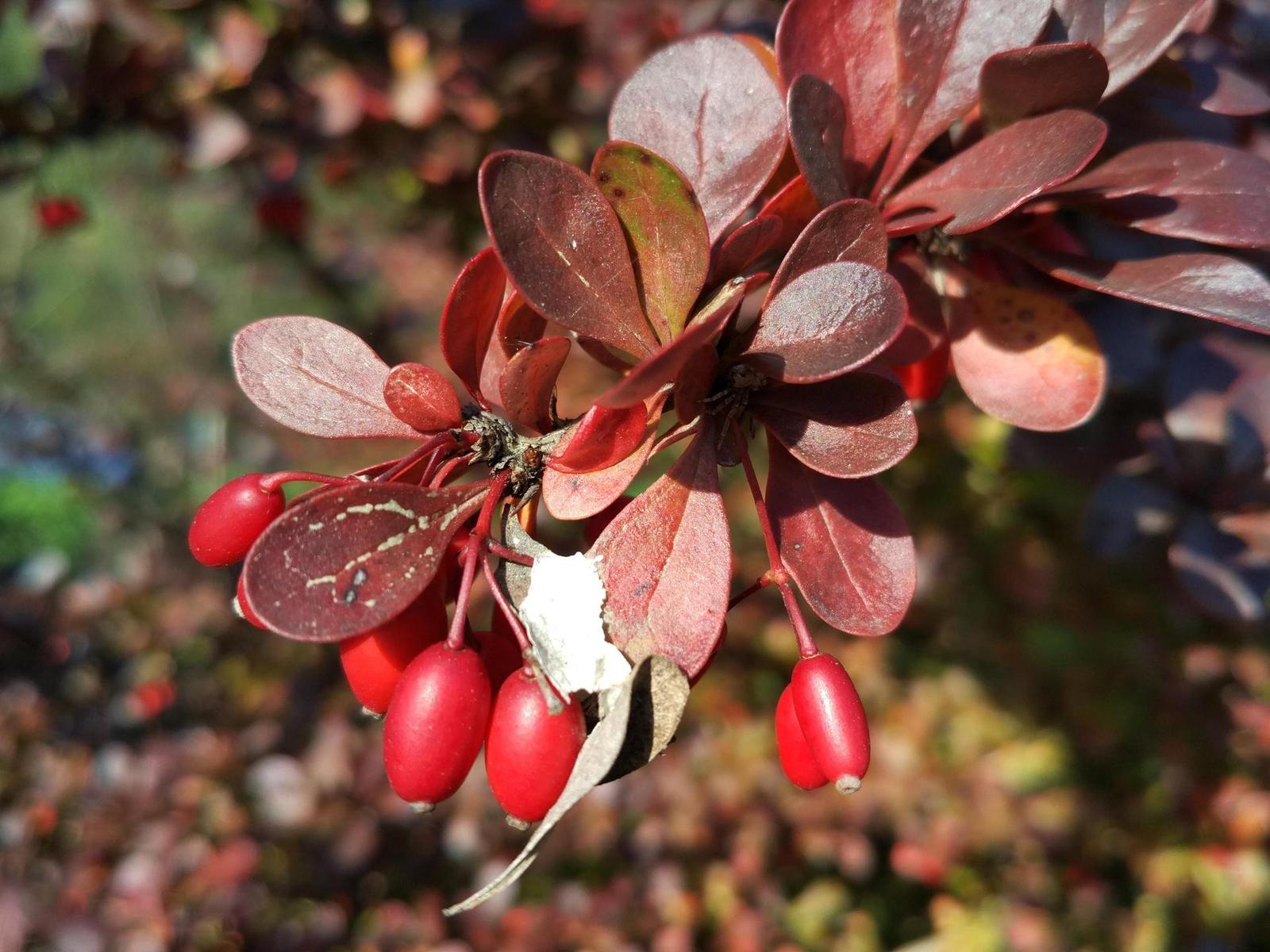 Xiaomi Mi 4C 16GB: ostřejší než břitva