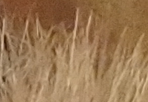 Sony NEX-7: správná (r)evoluce