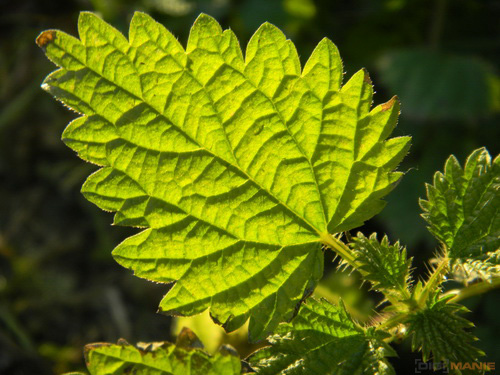 Nikon Coolpix S1100pj: kino v kompaktu