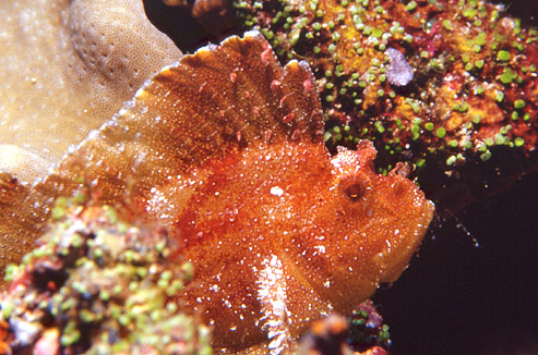 Jak fotografovat pod vodou?