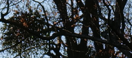 Panasonic Lumix S 20-60mm F3.5-5.6