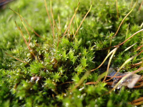 Olympus mju 9000: 10× ultrazoom v kompaktním balení