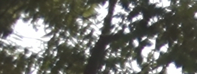 Tamron 16-300mm f/3.5-6.3 Di II VC PZD Macro