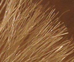 Sony SLT-A33: přesvědčivý revolucionář