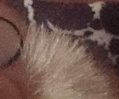 Sony Cyber-shot WX1: Vypilovaný drobek