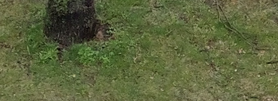 Panasonic Lumix GH6: s revolučním snímačem