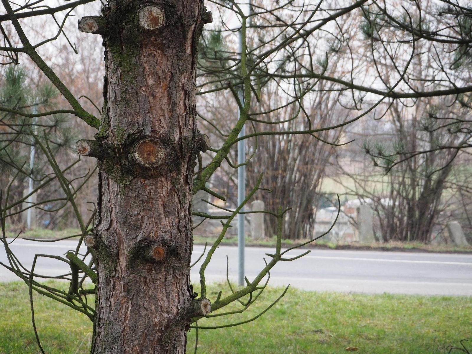 Olympus M.Zuiko Digital ED 14-42mm 1:3.5-5.6 EZ Pancake