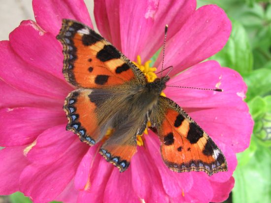 Tipy a Triky nejen pro začátečníky, díl 4. - Fotíme motýla