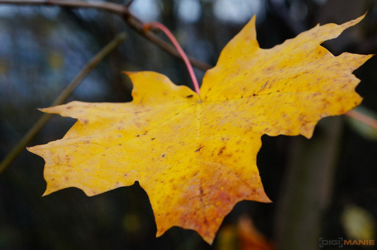 Sony NEX-5R: fázový posun k lepšímu?