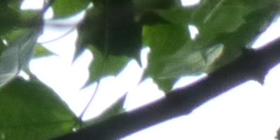 Panasonic Lumix G Vario 100-300mm F4-5,6