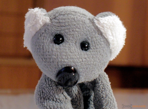 Fotíme s Koalou: Makro a telemakro