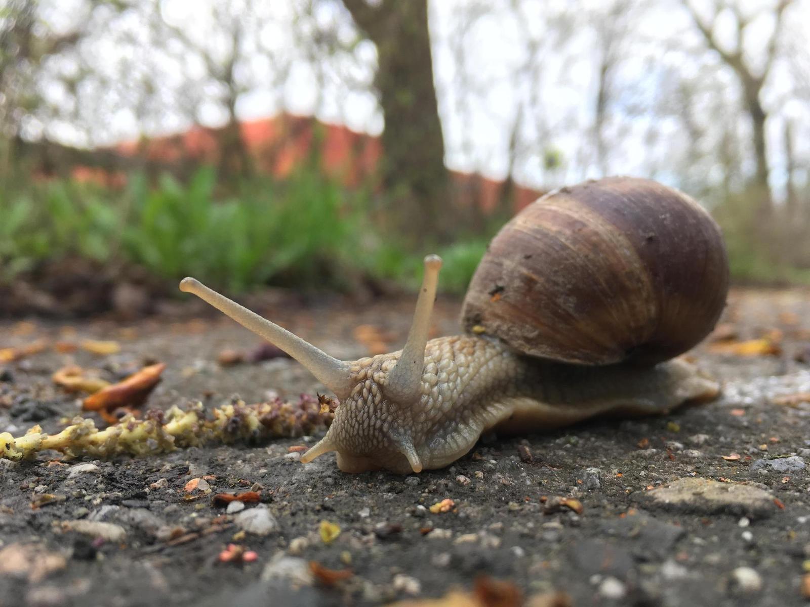 Apple iPhone SE: kompaktní silák