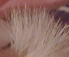 Nokia N86 8MP: s objektivem od profíka