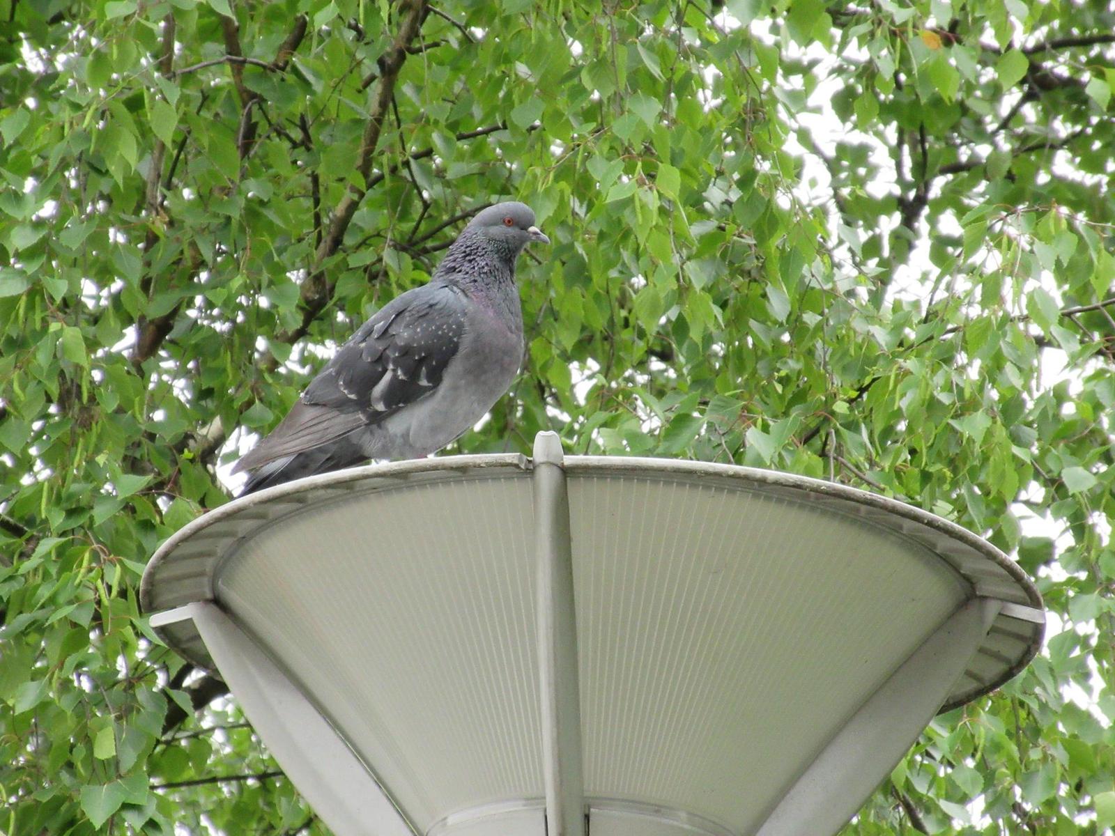 Canon IXUS 285 HS: kamarád do kabelky