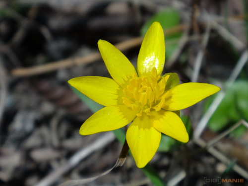 Sony Cyber-shot TX10: odolný zálesák