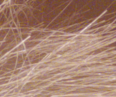 Panasonic Lumix FZ45 a FZ100: na vrcholu