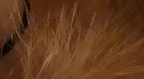 Panasonic Lumix FZ1000: legenda je zpátky