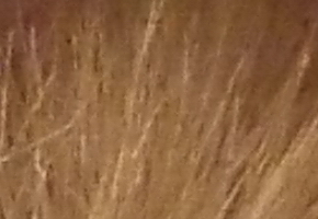 Nikon Coolpix L810: pro nenáročné