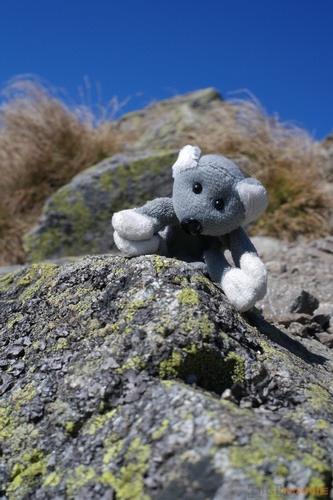 Fotíme s Koalou: Lesk a bída sekvenčního snímání