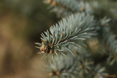 Samyang 35mm F1.4 AS UMC (pro Canon)