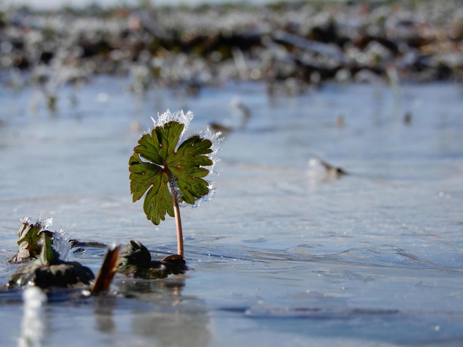 Nikon Coolpix A900: 4K do kapsy