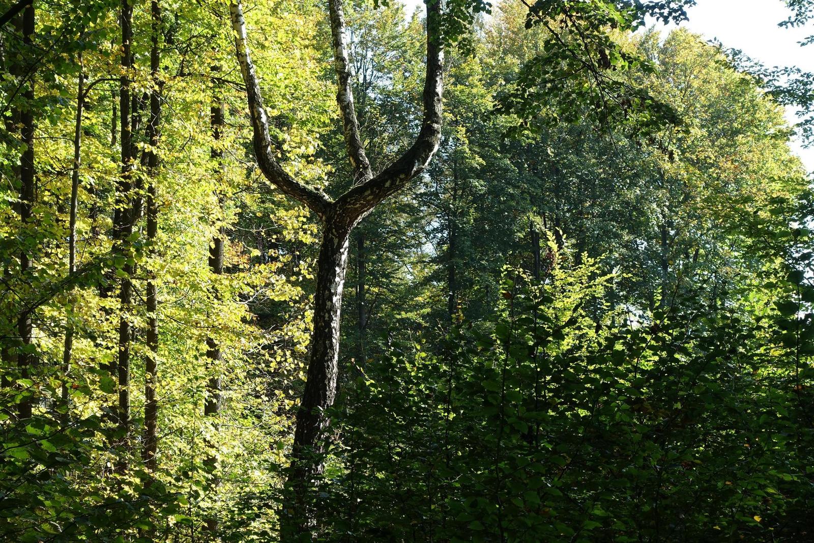 Sony Cyber-shot RX100 III (RX100M3): superSony