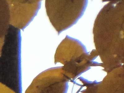 Canon PowerShot SX30 IS: sebevědomý rekordman