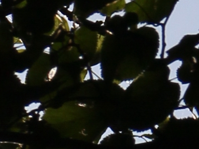 Canon EOS 550D: třídní premiant