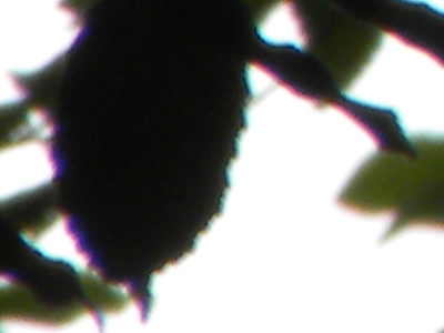 Nikon Coolpix P90: napodruhé mnohem lépe