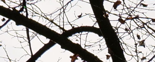 Panasonic Leica DG Vario-Summilux 25-50mm F1.7 ASPH.