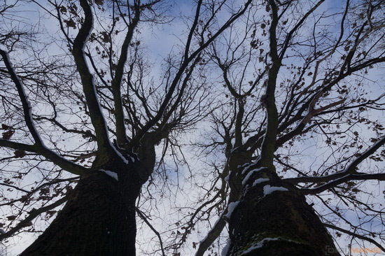 Sony SLT-A77: megapixelový přeborník