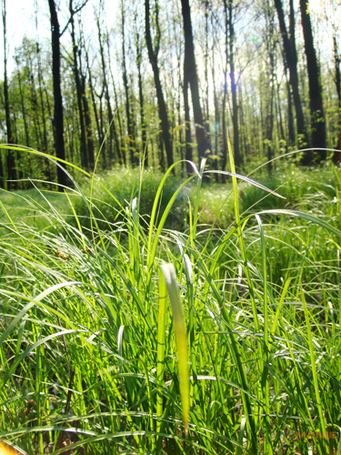 Sony DSC-T300: stylových 10 MPx s dotykovým LCD