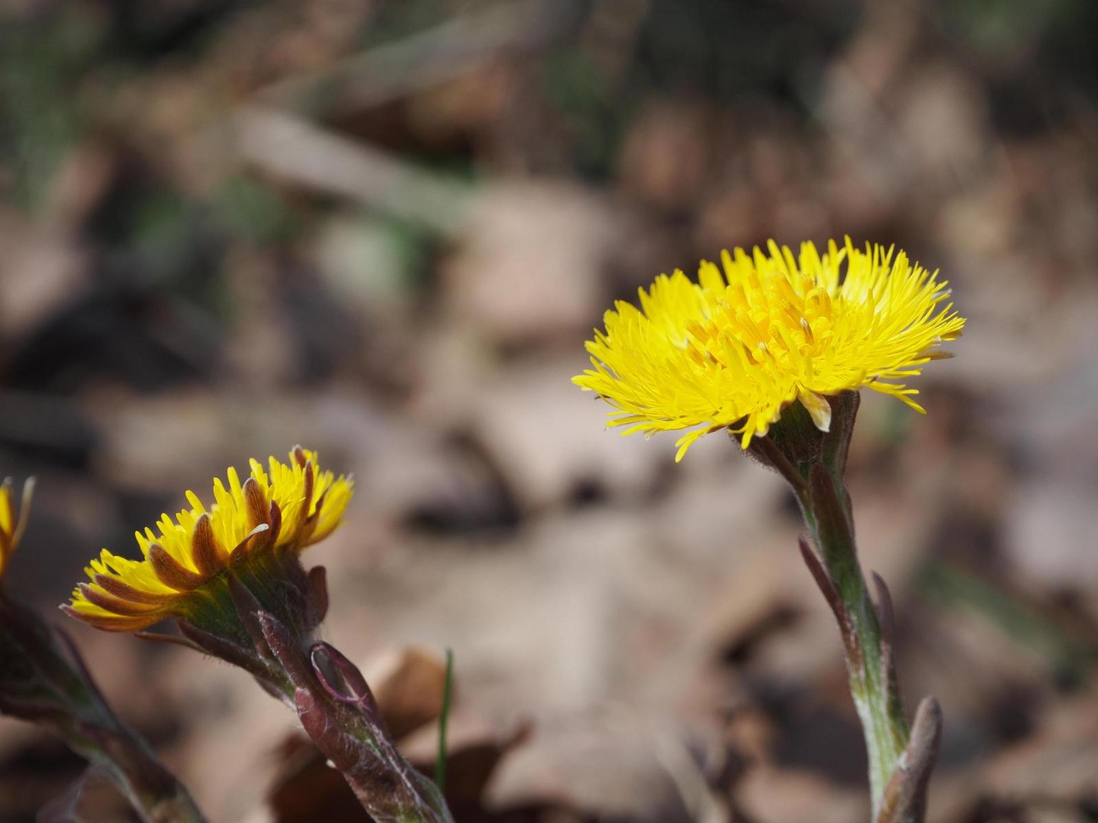 Olympus M.Zuiko Digital ED 14-42mm 1:3.5-5.6 EZ Pancake