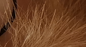 Panasonic Lumix FZ1000: legenda je zpátky