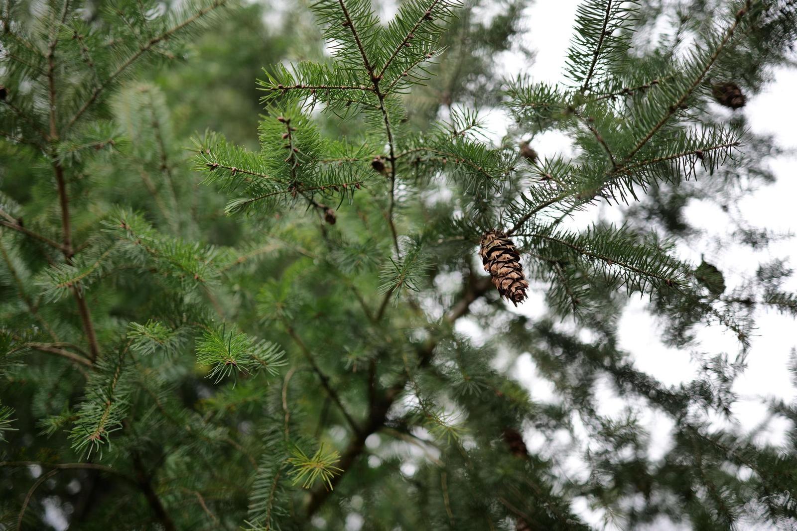 Panasonic Lumix S 35mm F1.8