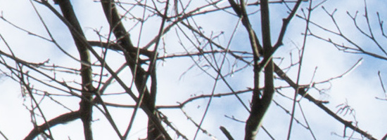 Panasonic Lumix S 50mm F1.8