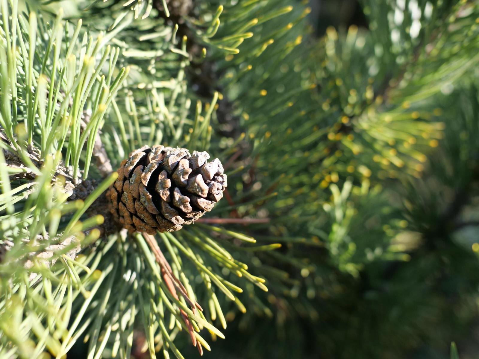 Panasonic Leica DG Summilux 15mm / F1.7 ASPH