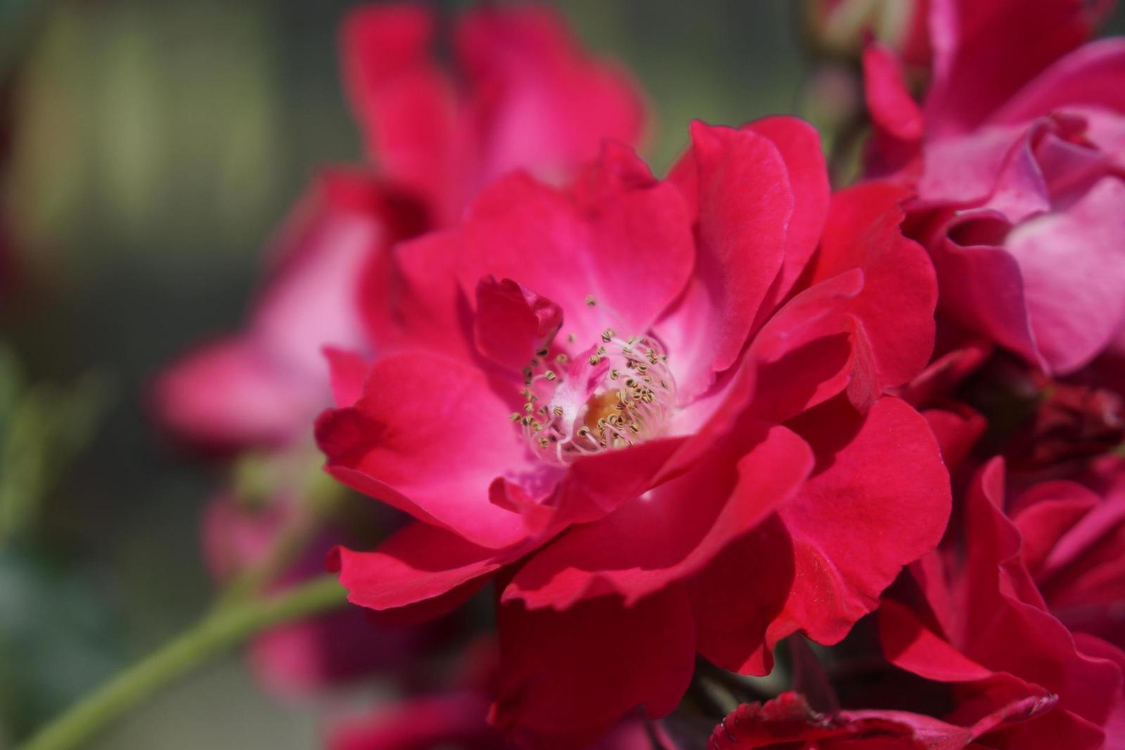 Sony Carl Zeiss Vario-Tessar T* 16-70mm F4 OSS (SEL1670Z)