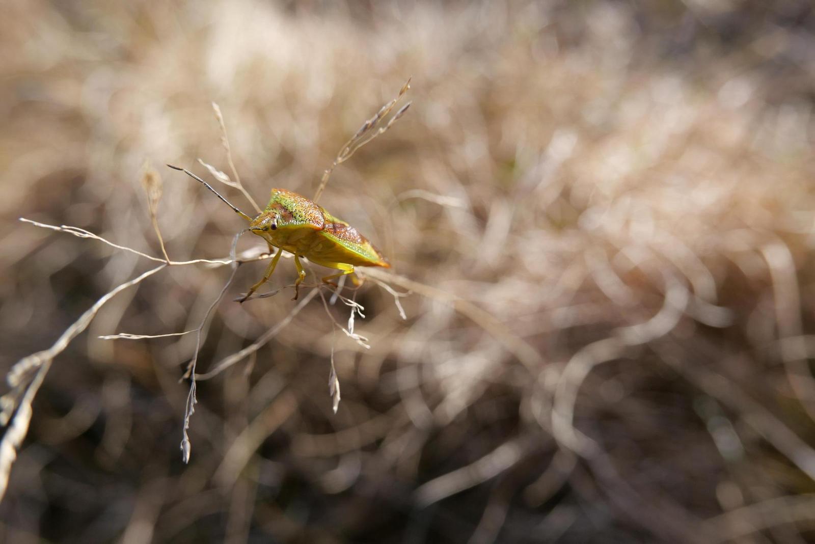 Panasonic Lumix LX100 II: postřehy z praxe