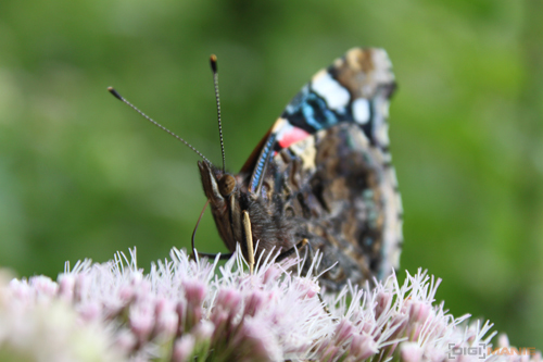 Canon EOS 500D: povedený pokračovatel rodu