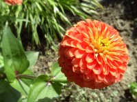 Acer CP-8660: zajímavý rebrand