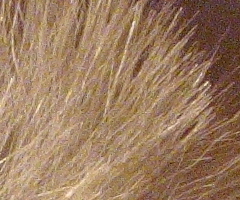 Canon PowerShot S90: malý zázrak