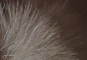 Canon PowerShot SX50 HS: překvapivá kombinace