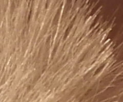 Fujifilm FinePix HS10: ultrazoom roku?