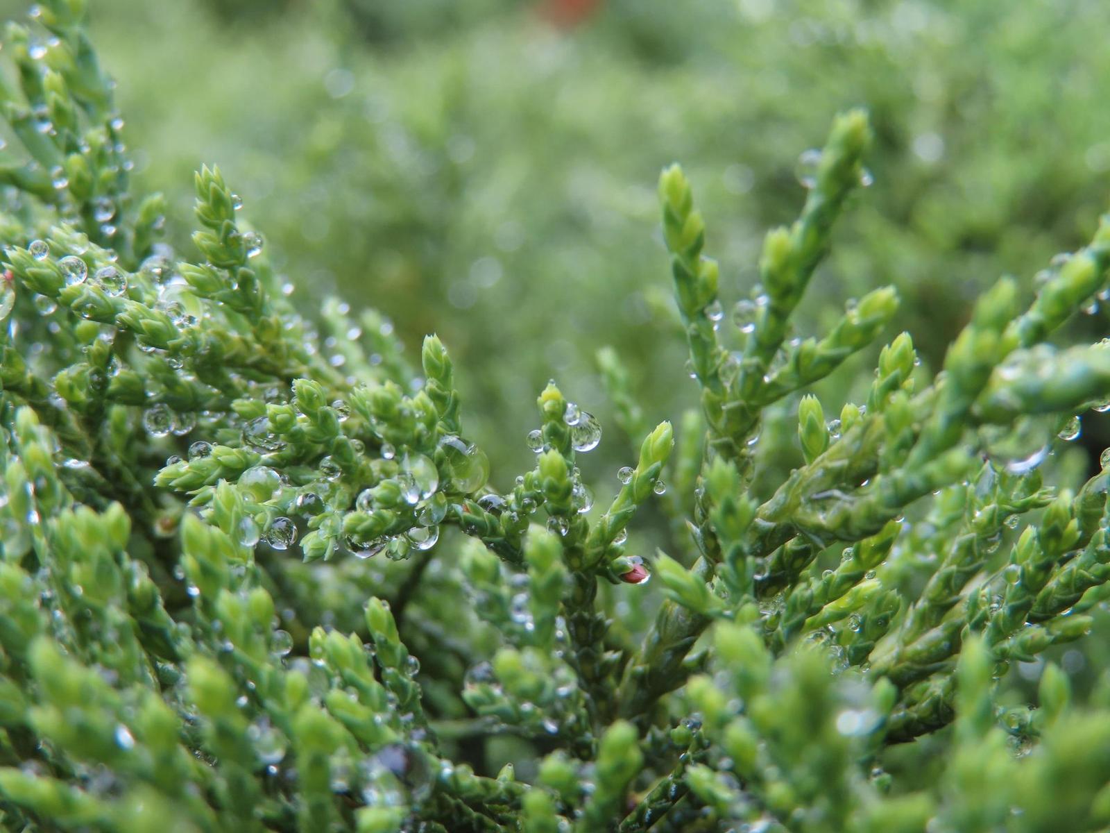 Canon PowerShot SX740 HS: bytelný univerzál