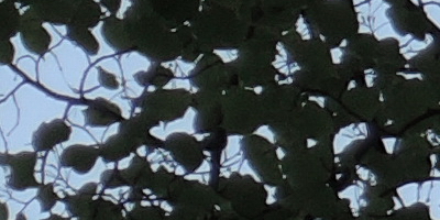 Nikon Coolpix P330: do vyšších sfér