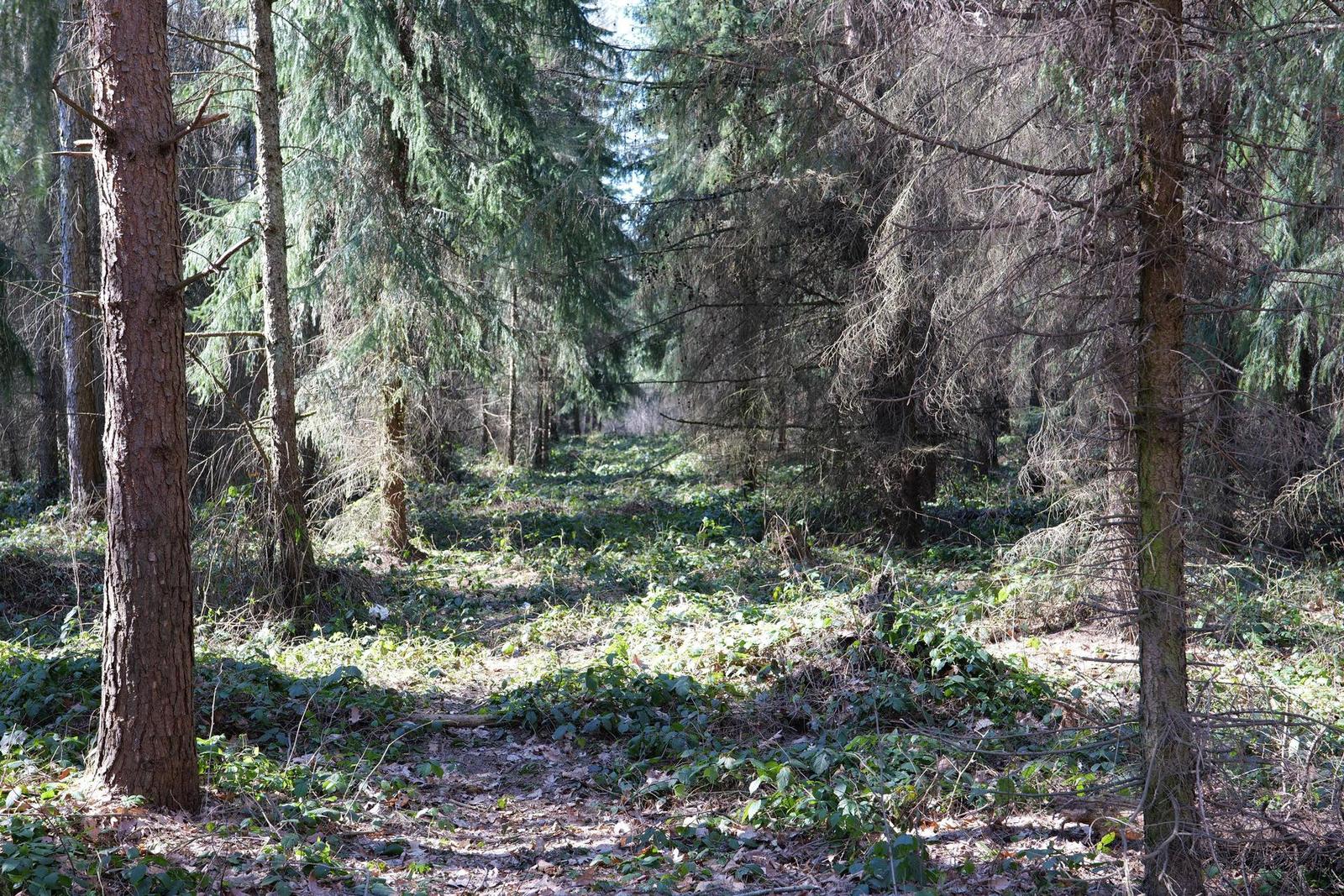 Panasonic Lumix S 50mm F1.8