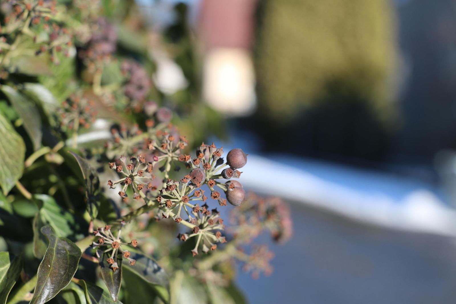 Canon EOS 80D: příjemná inovace