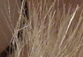 Nikon Coolpix S8200: kapesní mikroskop